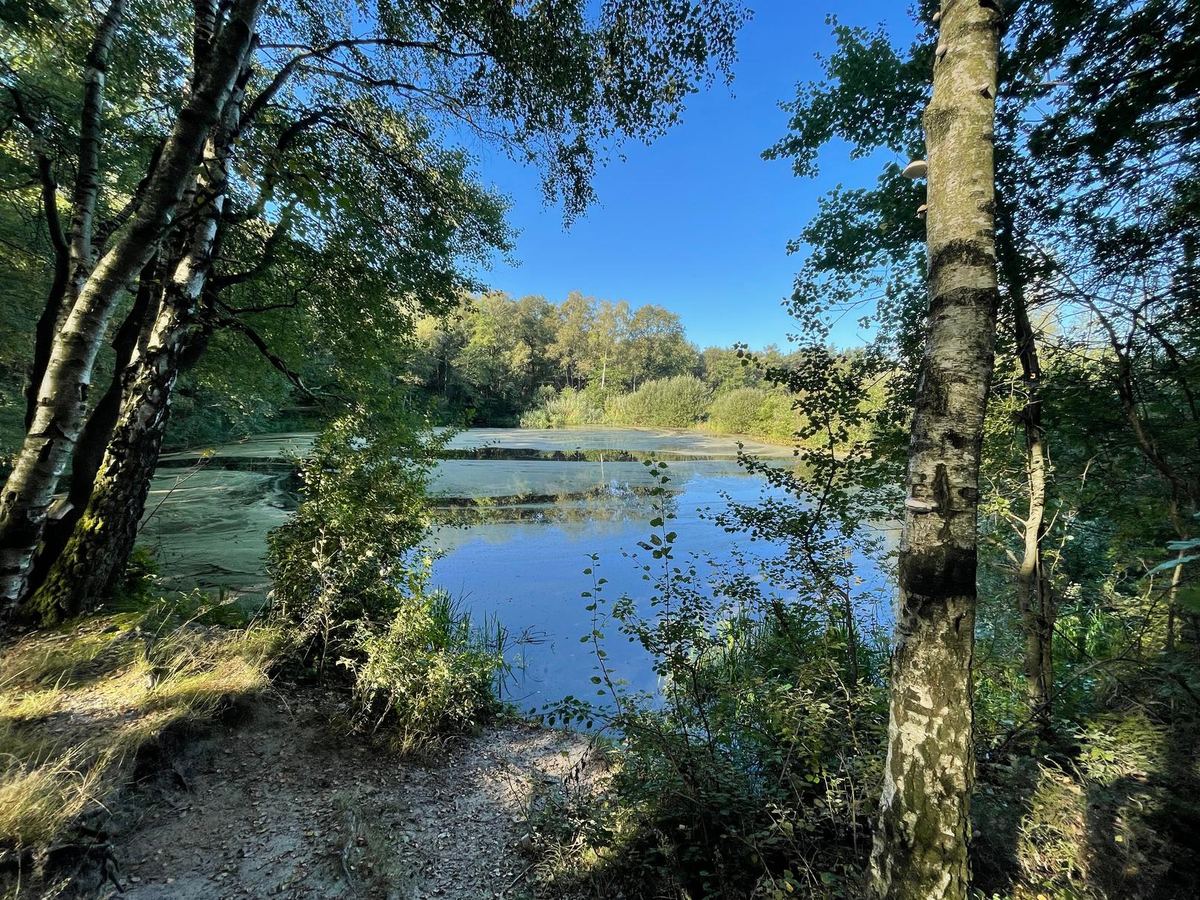 Water en bomen in Het Roderveld in de zomer